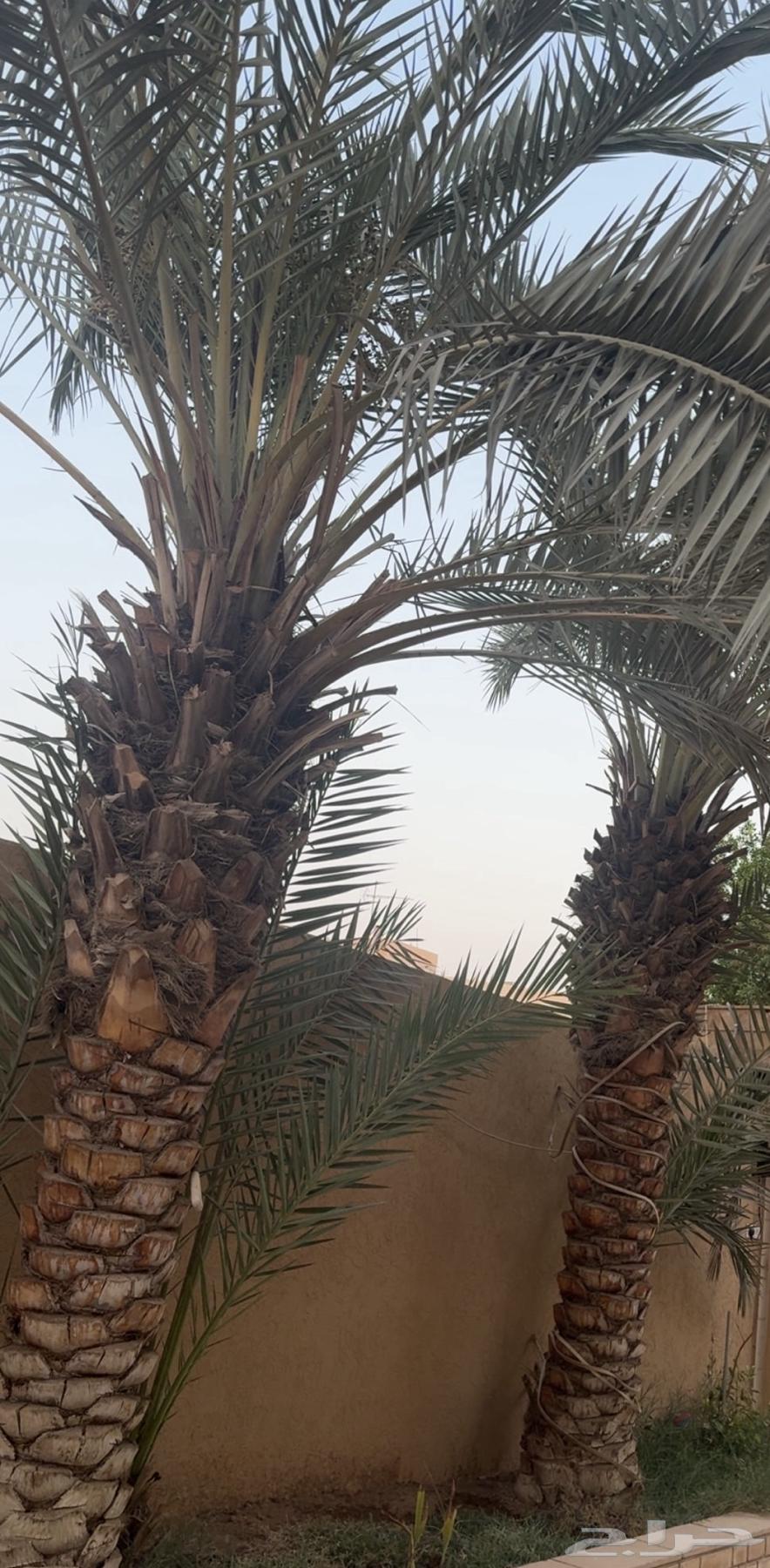 Date Palm Tree Quantity 264387243768963110
