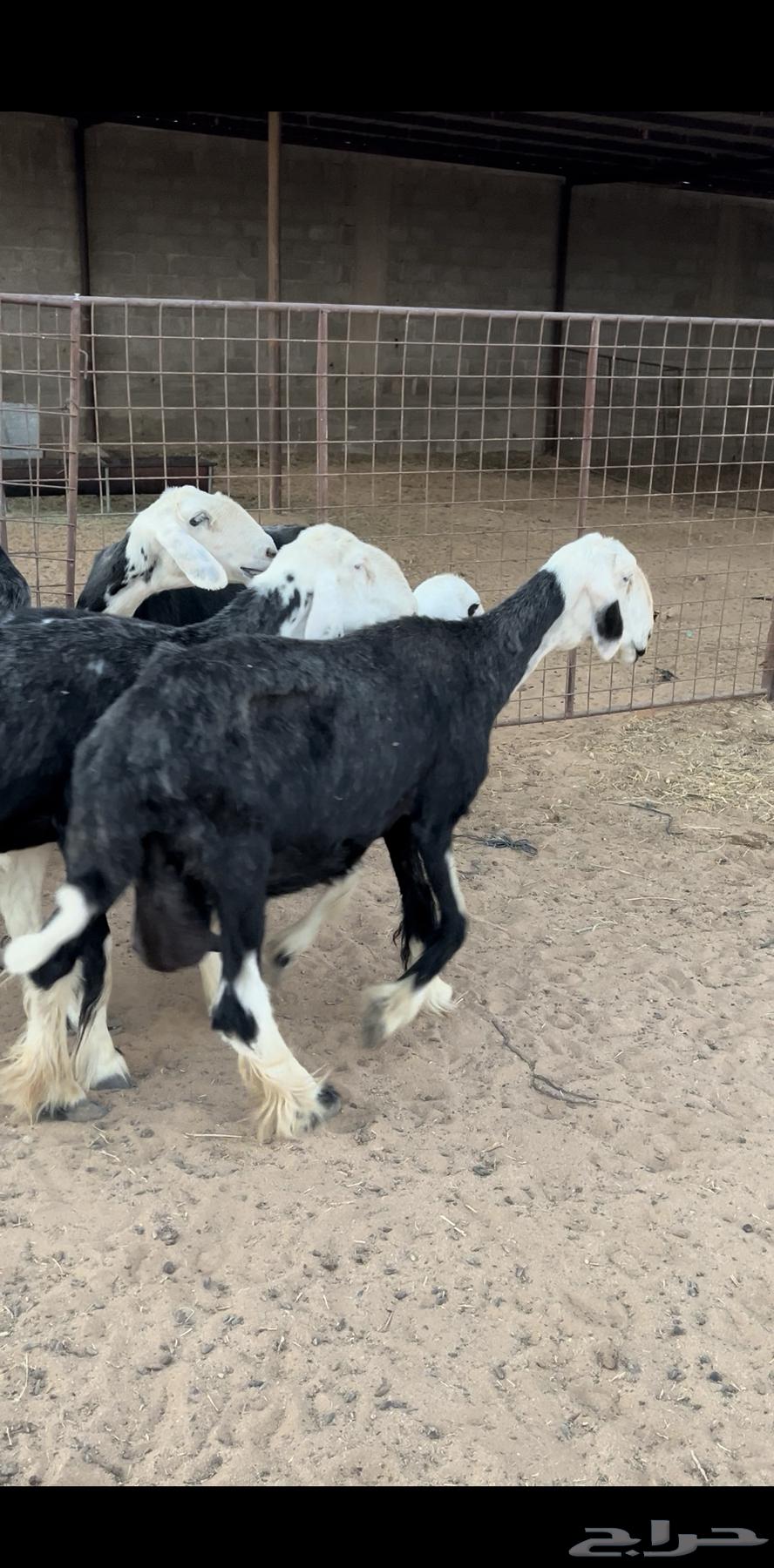 For sale Najdi 9 followed by 964389626453505113