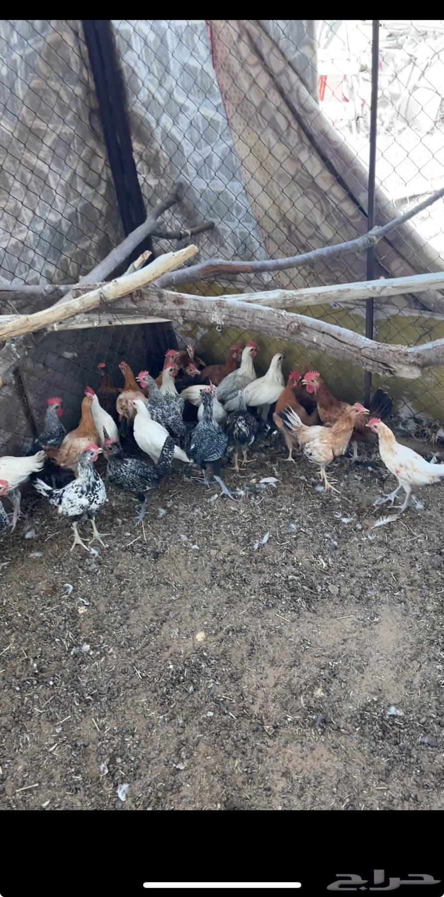 للبيع ديوك بلدي العدد 37 حد على 9 جملة أو تفريد على 1264381726438402110