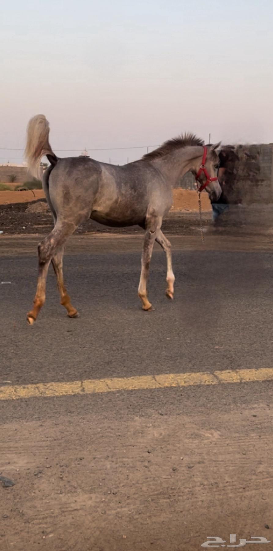 مهره واهو64391701206659112