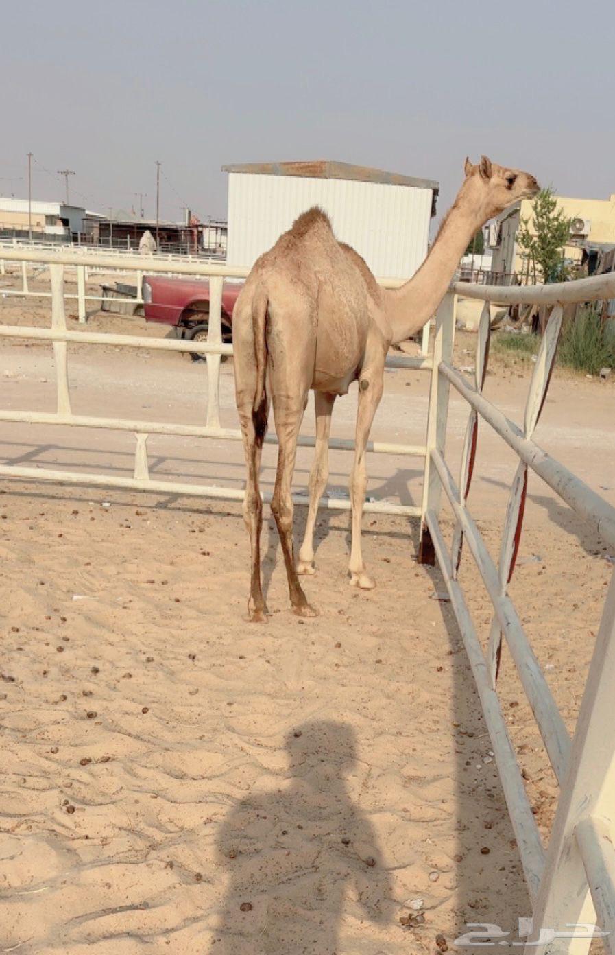 للبيع فطيمه نوعيه VIP64383802082051110