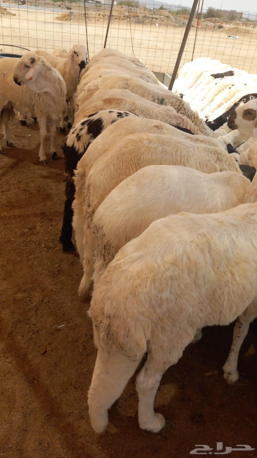 نعرض سواكن ابيض تربيه64381823179010112