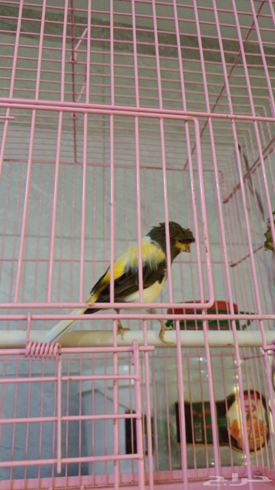 كناري للبيع64381562156930110