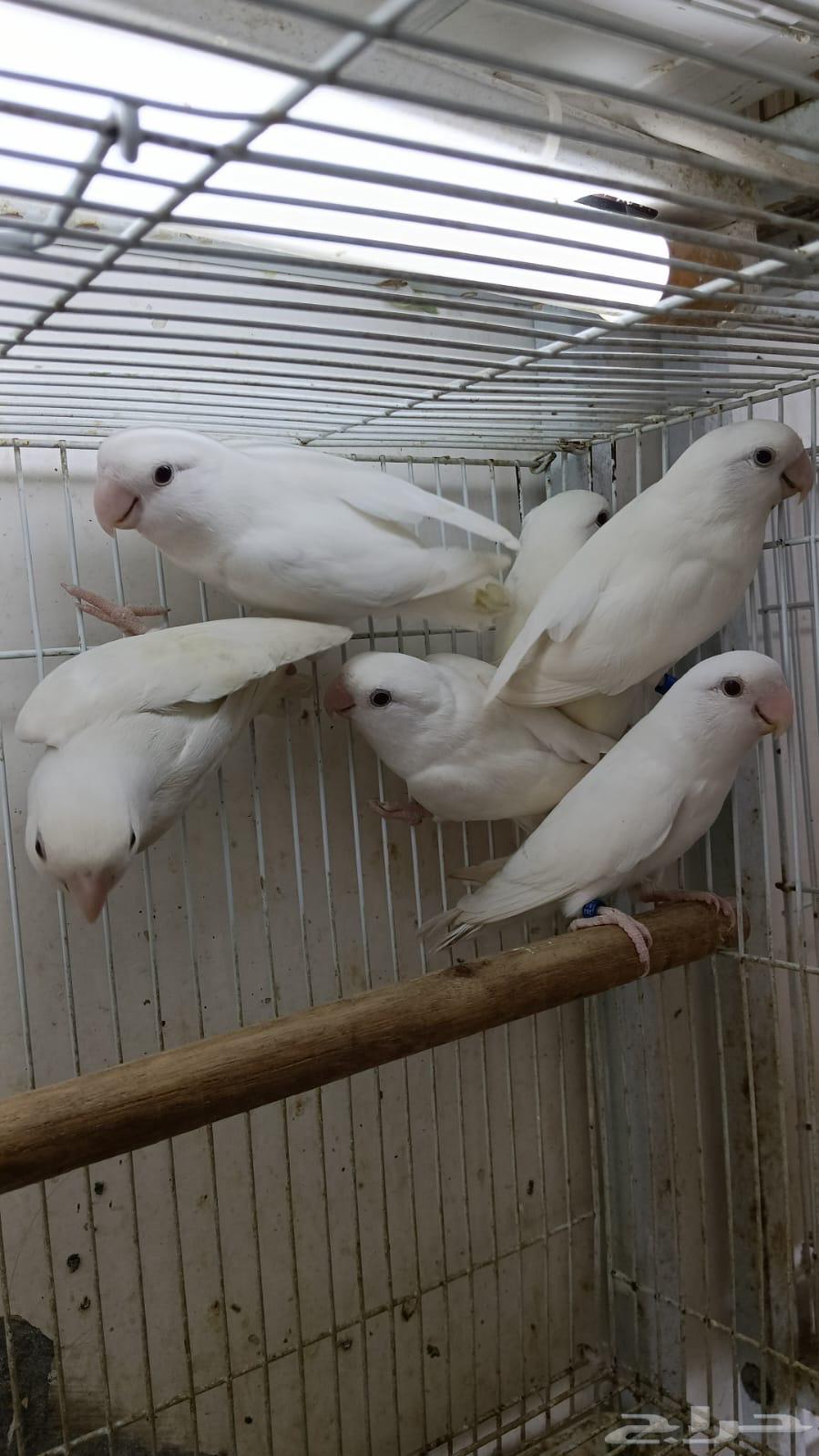 للبيع مجموعة لافبير ألبينو64375052466561111