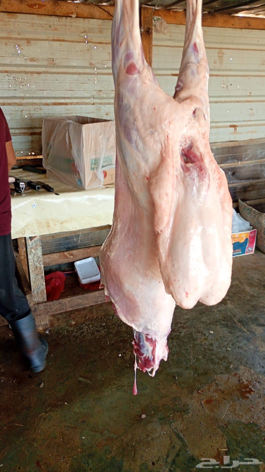 Refidi slaughter64385355372291113