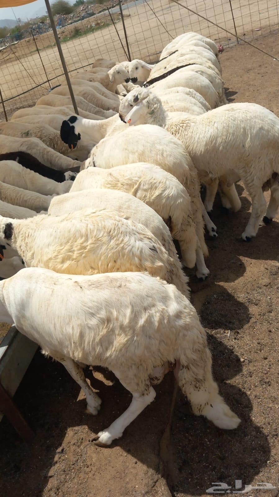 نعرض سواكن ابيض تربيه64381823179010110