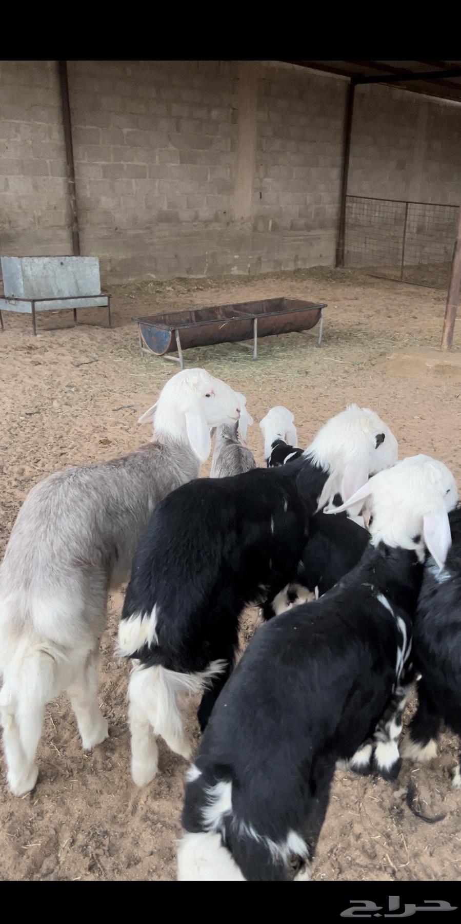 For sale Najdi 9 followed by 964389626453505114