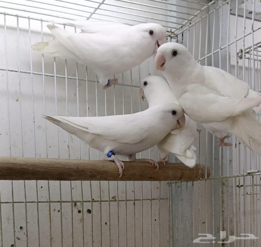 للبيع مجموعة لافبير ألبينو64375052466561110