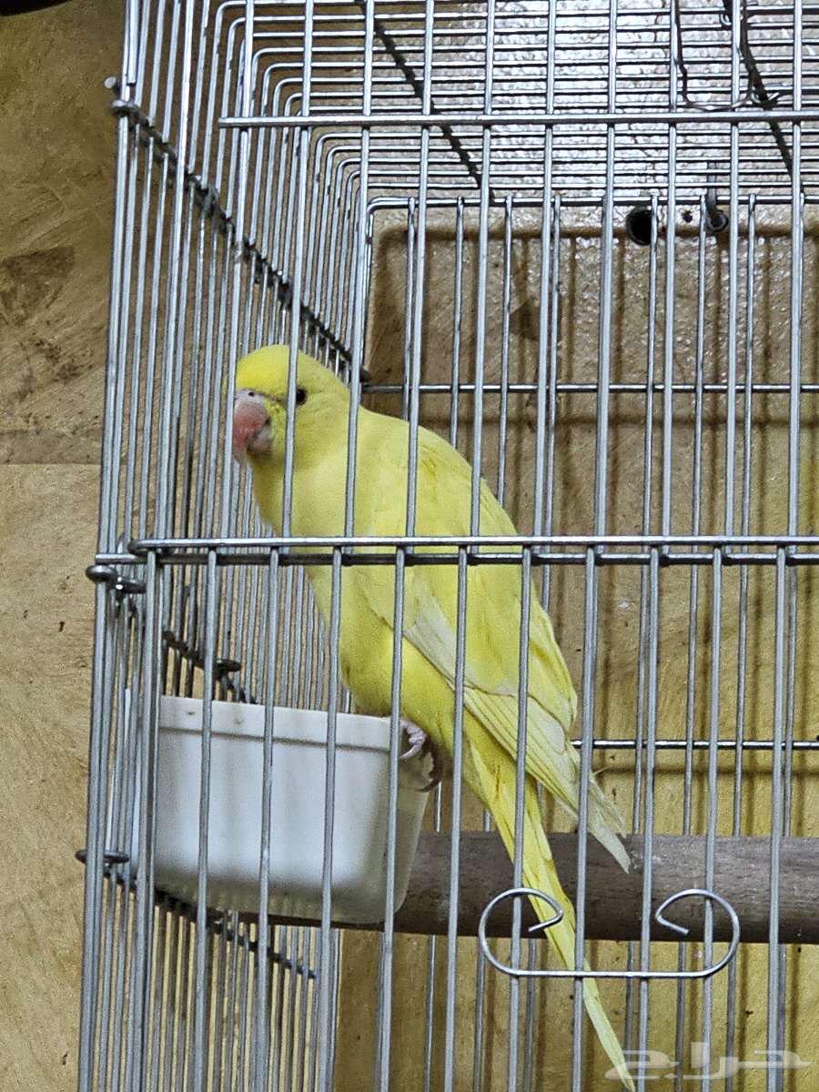 للبيع دره لاتينو فرخ64381616915201111