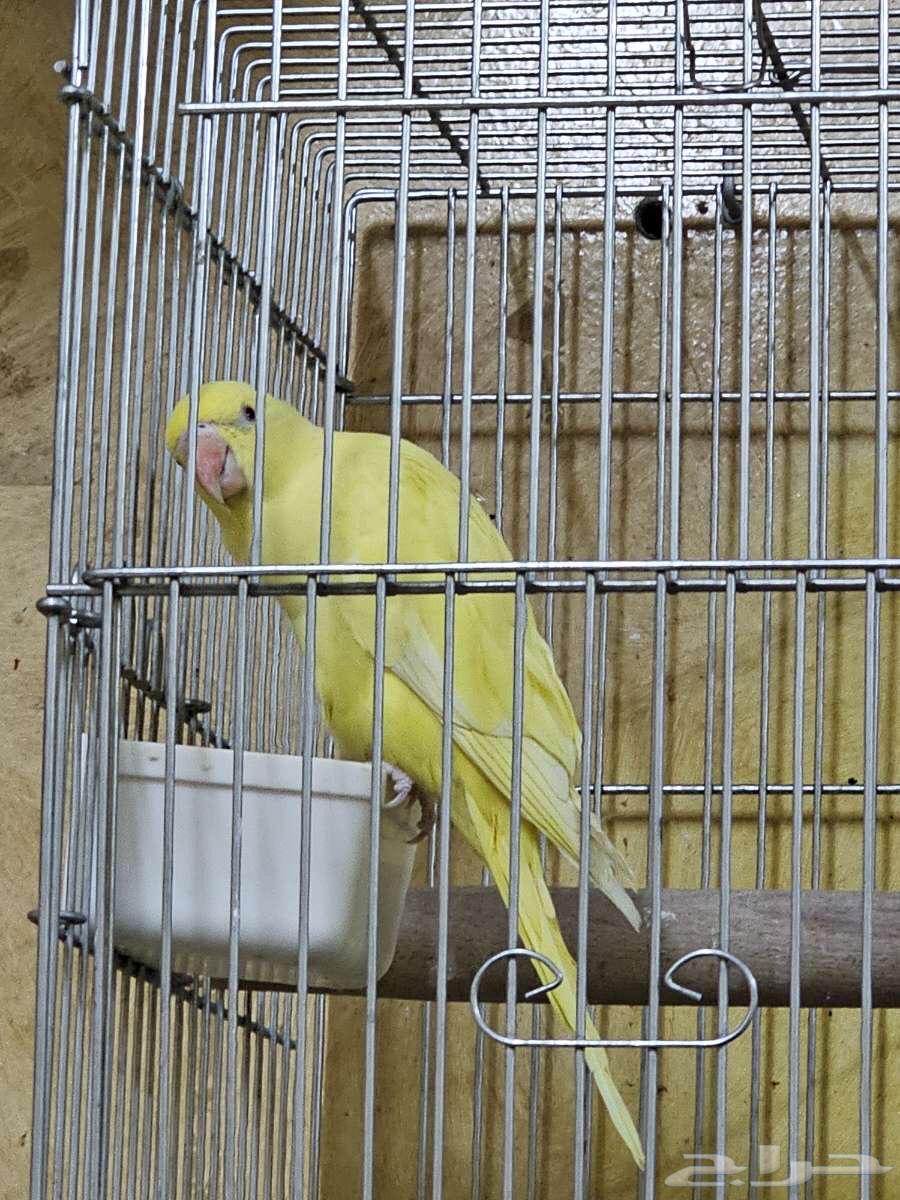 للبيع دره لاتينو فرخ64381616915201110