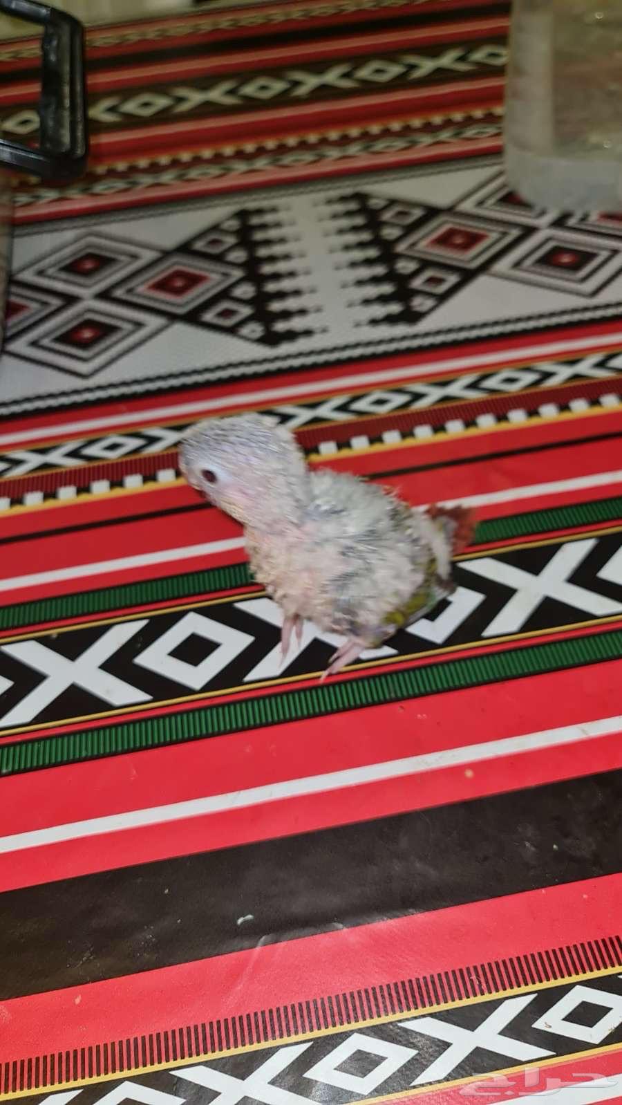 فروخ كنيور64380259843202110