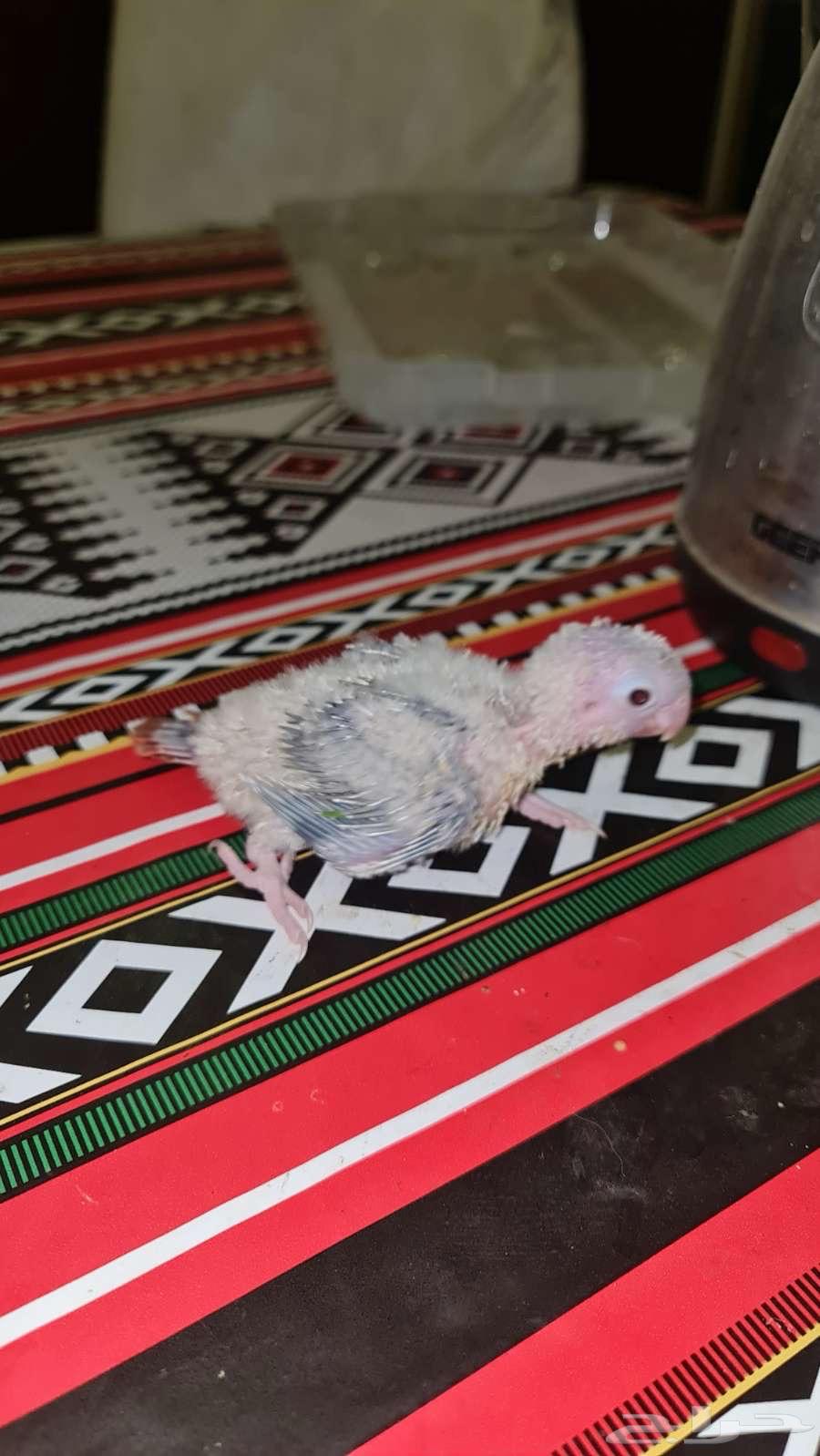 فروخ كنيور64380259843202113