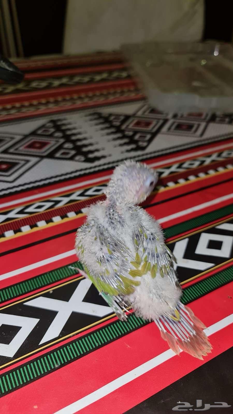 فروخ كنيور64380259843202112