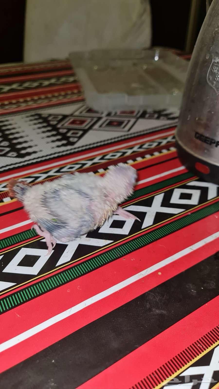 فروخ كنيور64380259843202114