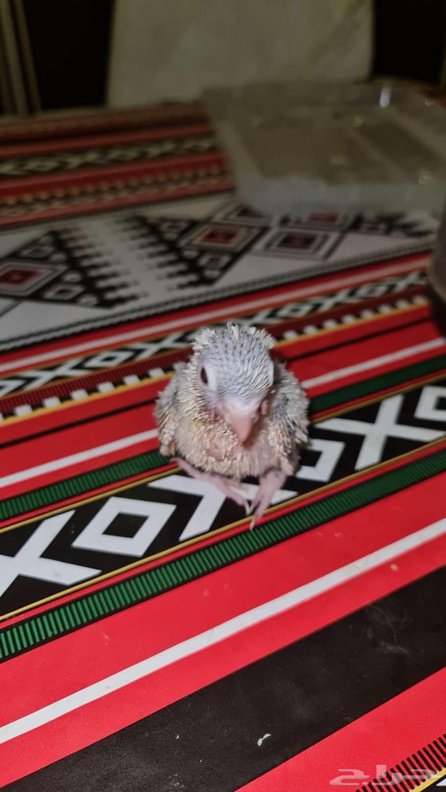 فروخ كنيور64380259843202111