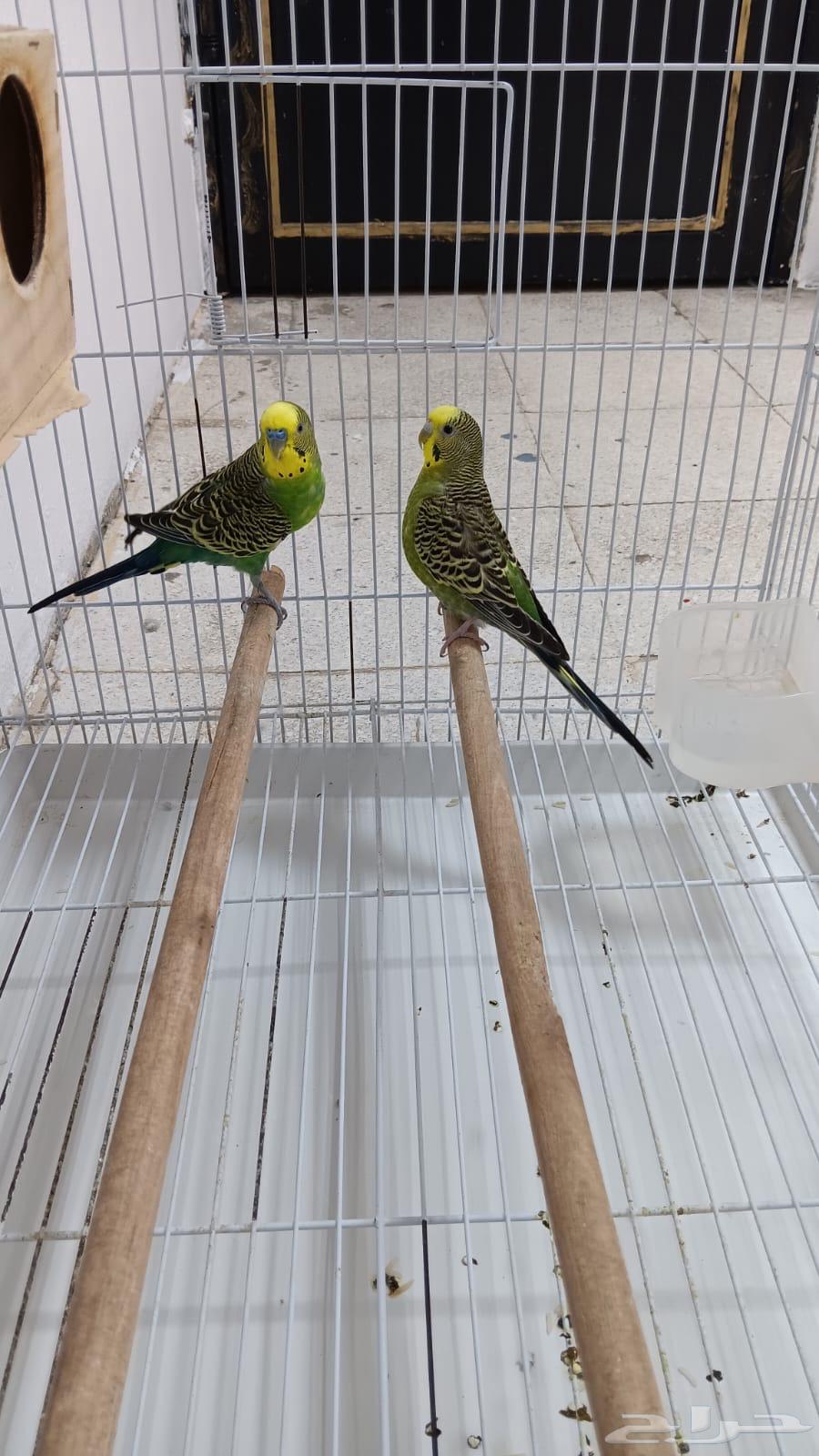 زوج بادجي للبيع64381658023811112