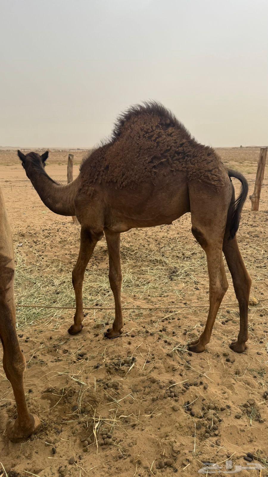 قعود للبيع سمين ونظيف64384409997443110