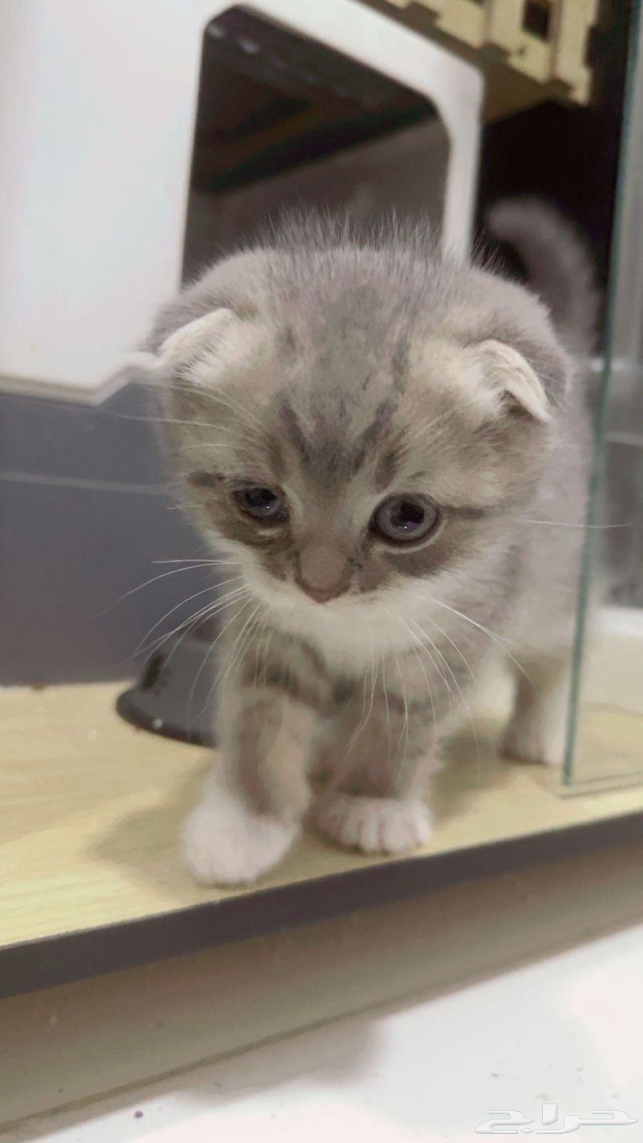 قطط سكوتش فولد للبيع64390151478657110