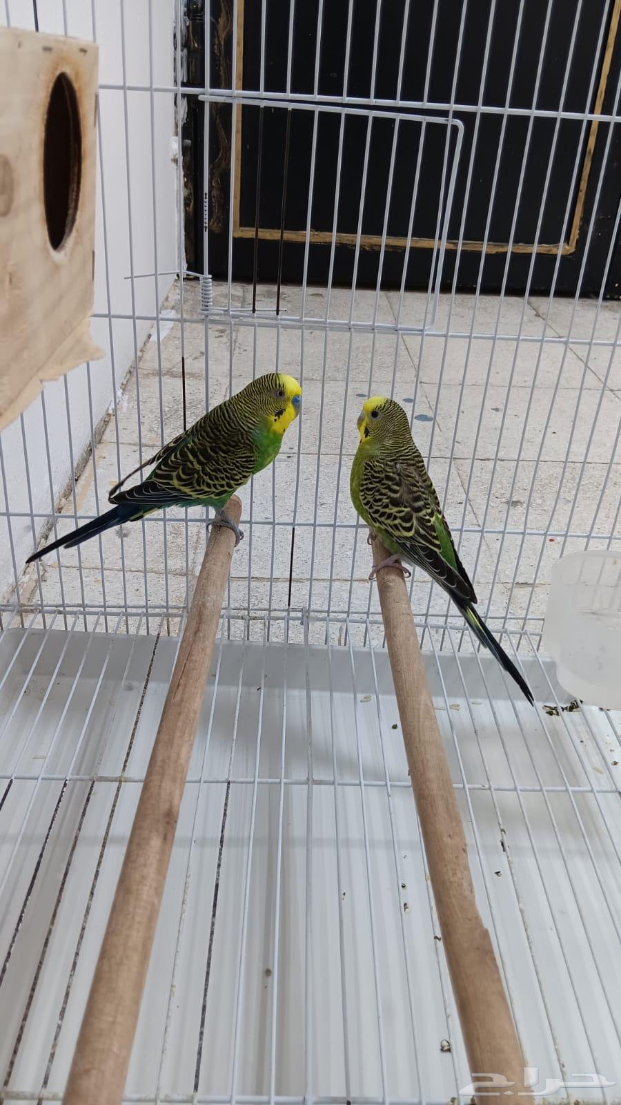 زوج بادجي للبيع64381658023811111