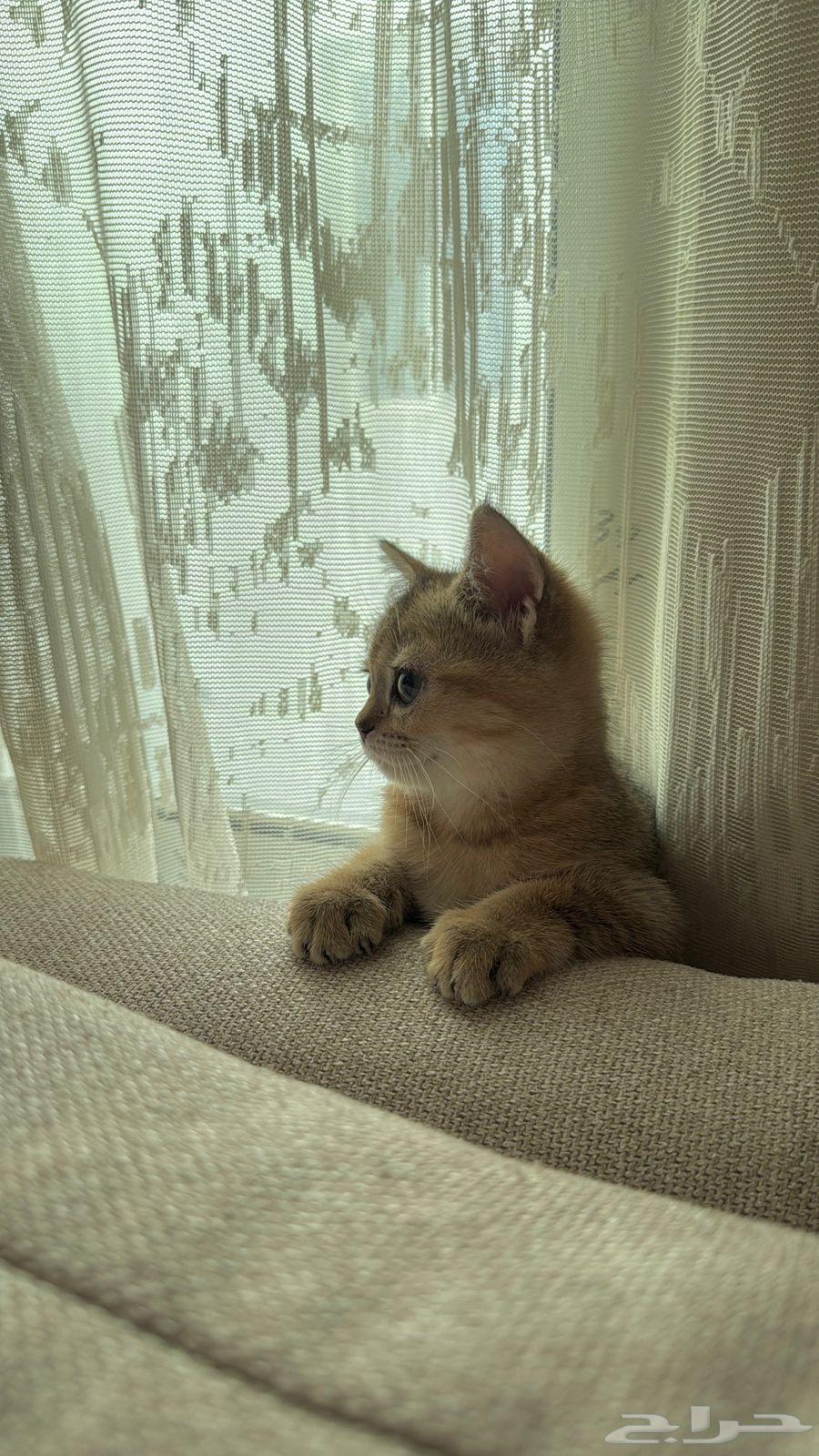 للبيع قطه سكوتش أصلي انثى64391078723843113