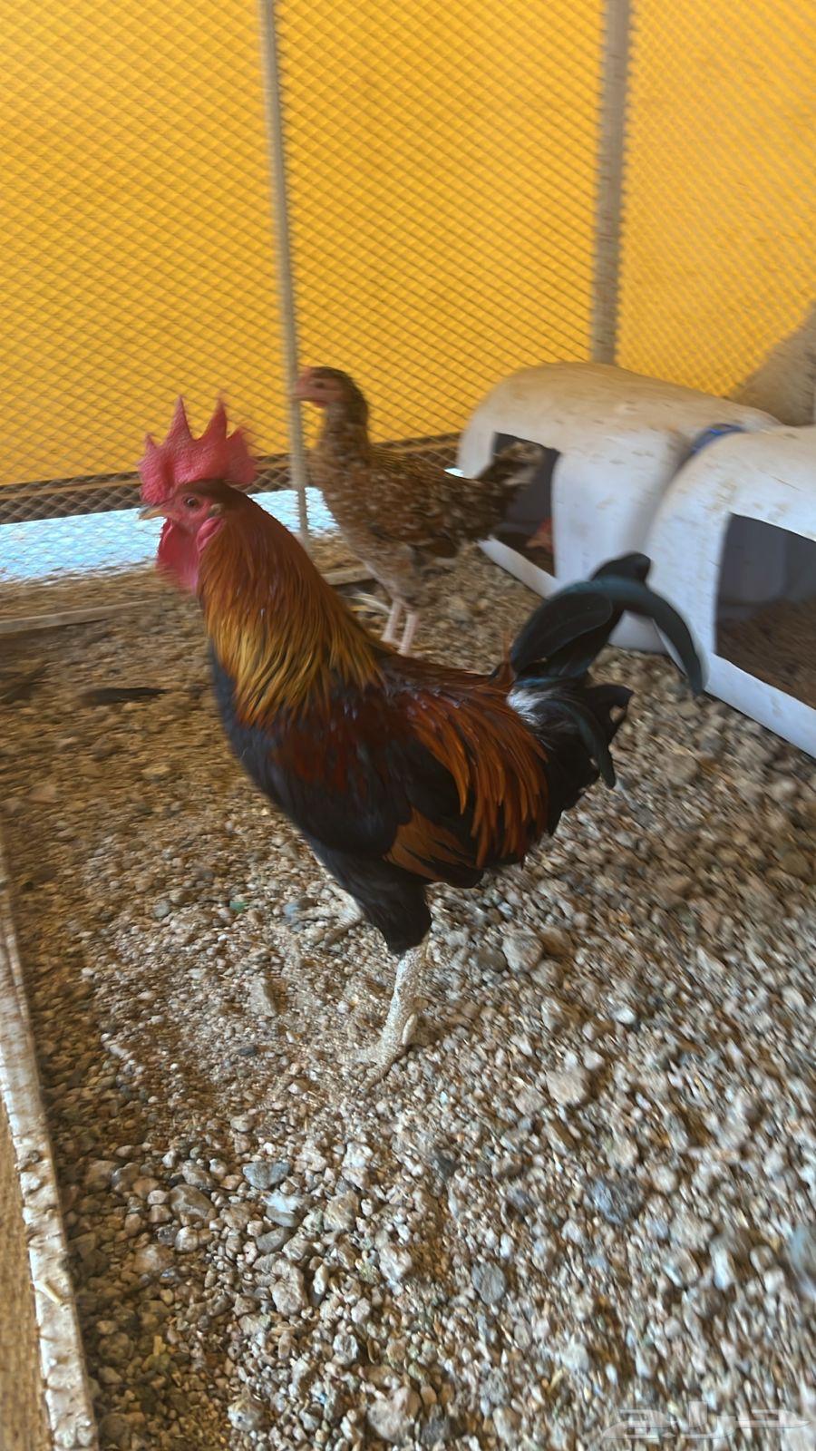 ديك بلدي للبيع64387424932994110