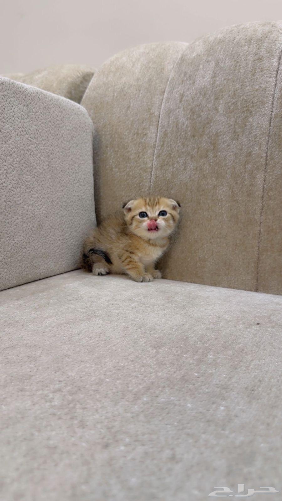 Scotch and Manx kittens for sale, Taby and Tabby64379123687810112