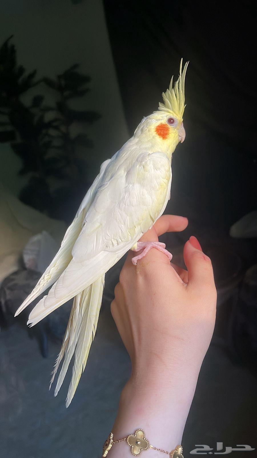 للبيع ببغاء الكروان الملكي64385551057153113