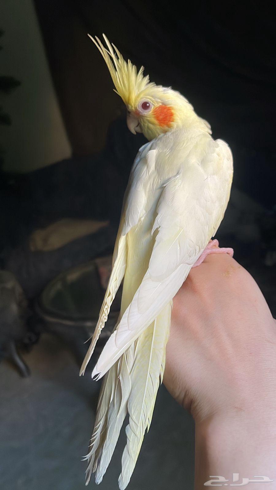 للبيع ببغاء الكروان الملكي64385551057153114