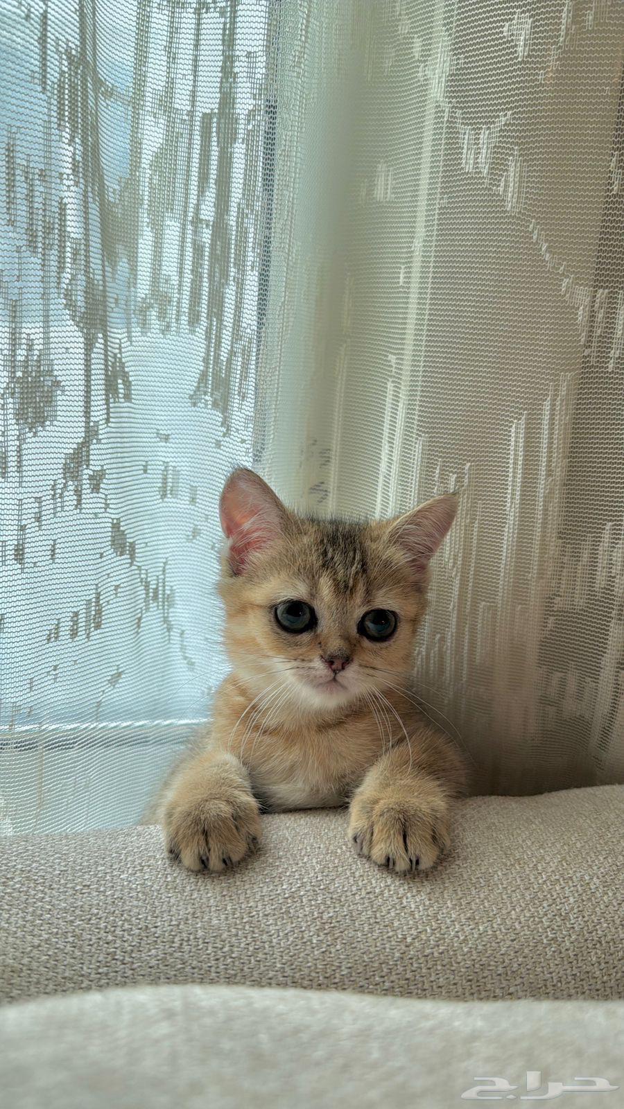 للبيع قطه سكوتش أصلي انثى64391078723843110