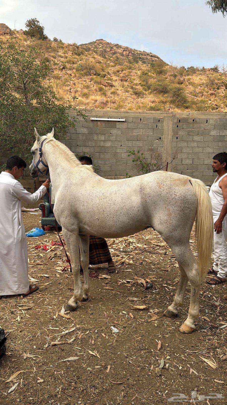 خيل واهو64389640198274111