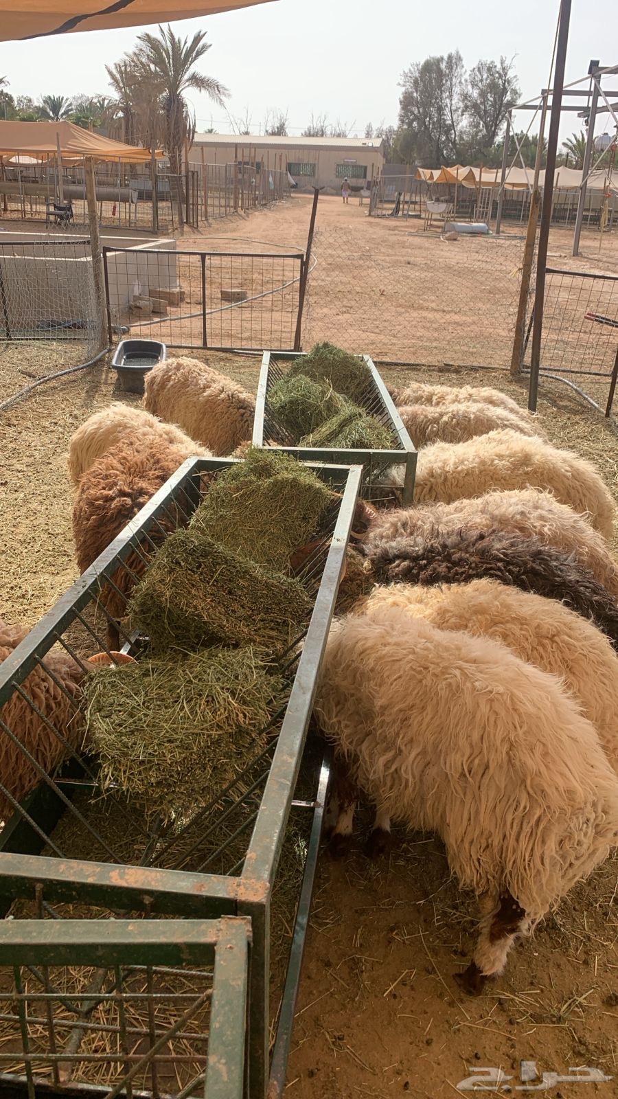 Sheep and livestock for weddings and occasions, good weights63790000164355112