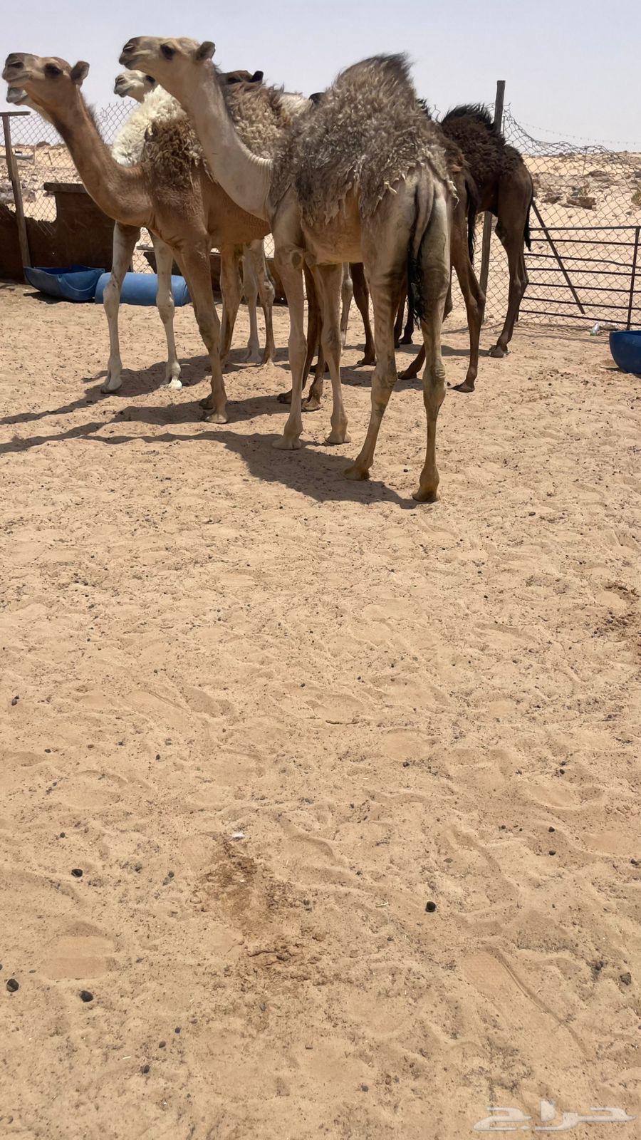 حشو قعدان برية طيبة كفو64379108612227110