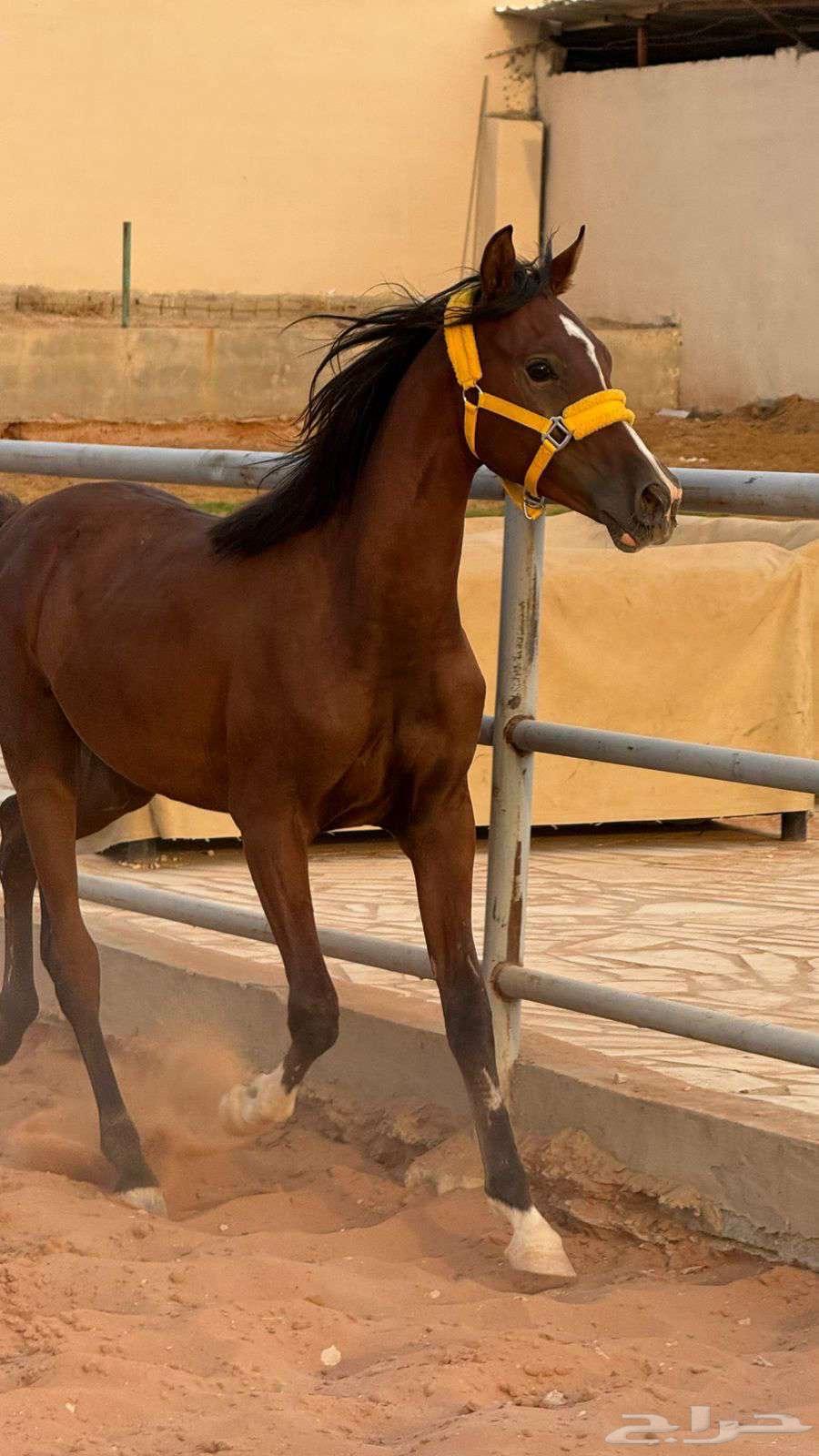 Popular mare, one year and a little, the mare is free of all defects64391276078082110
