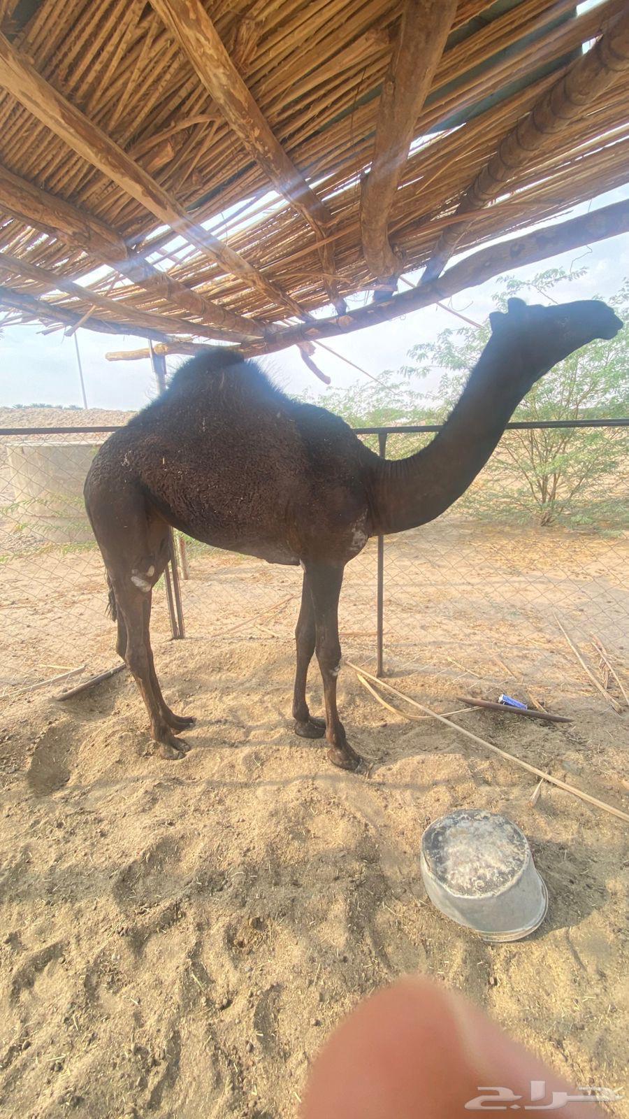 بكره للبيع64387912418818110