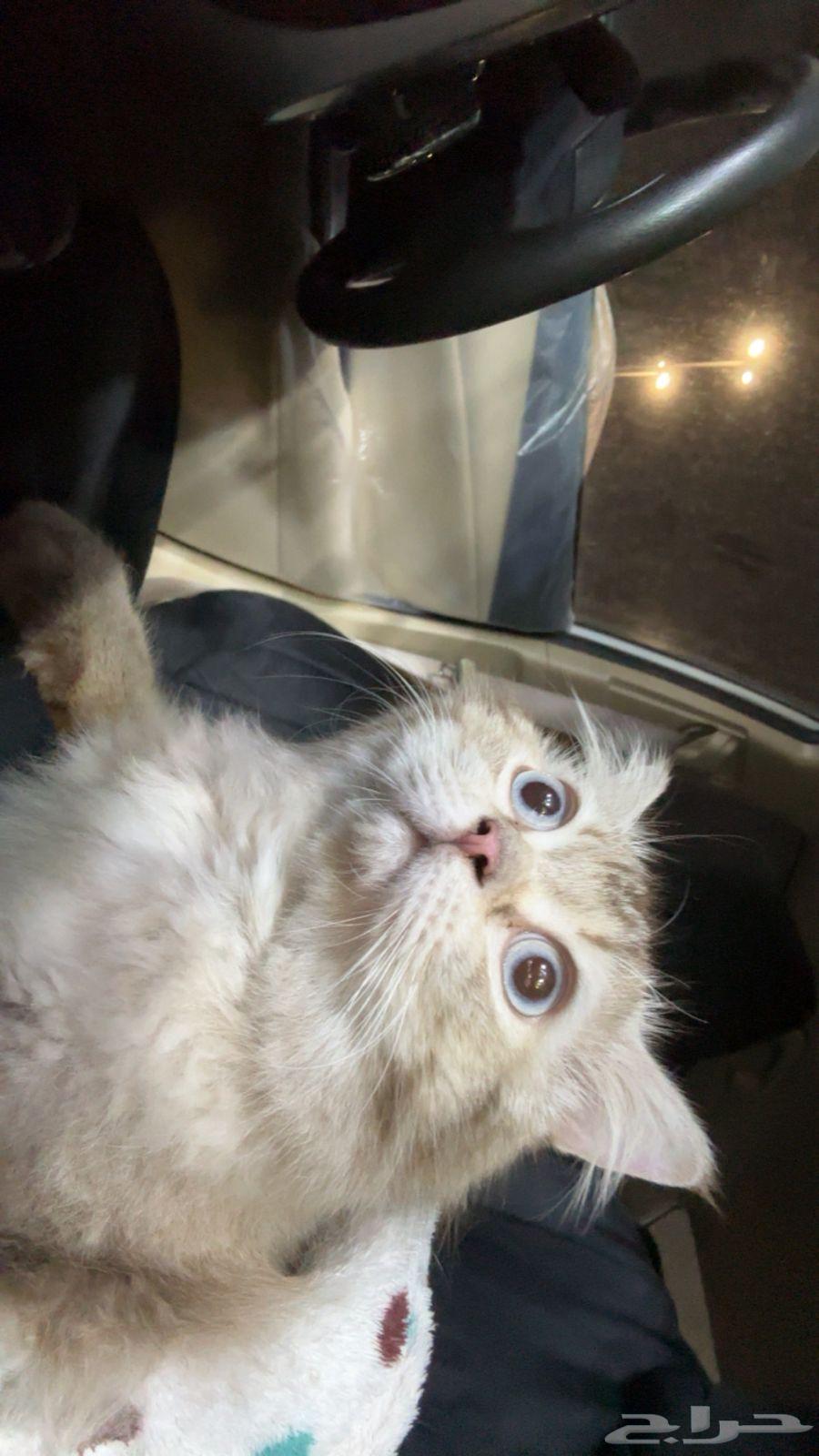 قطة للبيع64377520868994111