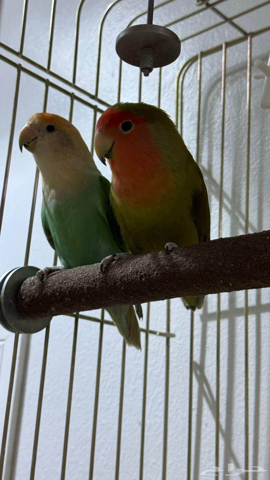 للبيع طيور زينة مميزة64382404626307110