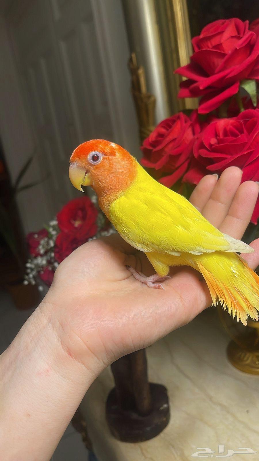 للبيع ببغاء الروز الأليف64392278545794113
