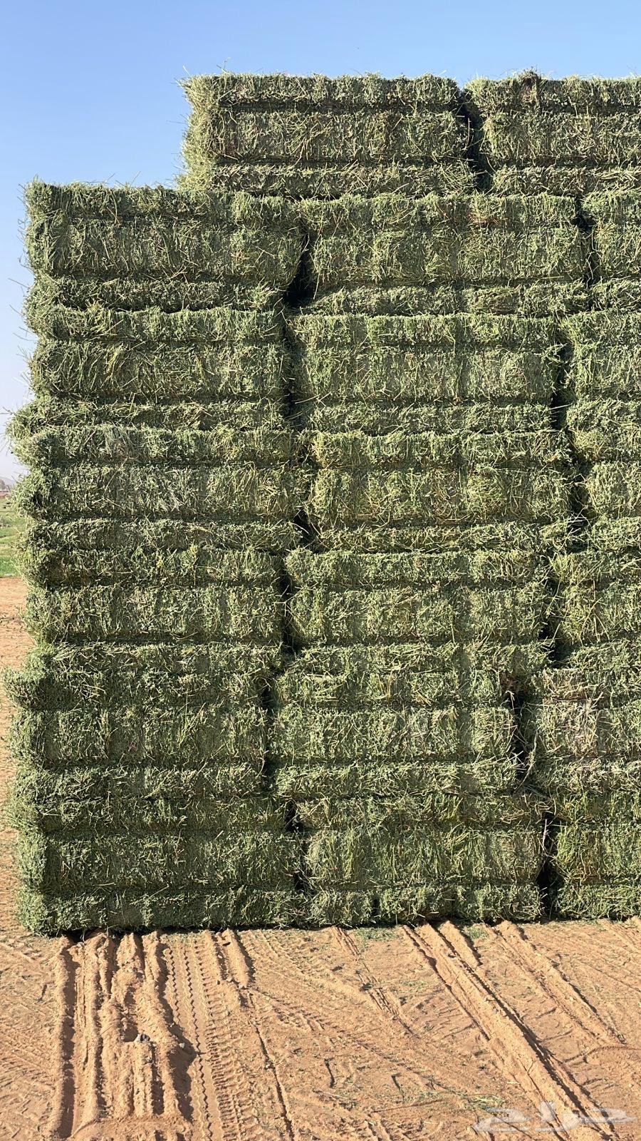 Pure clover64377944425731111