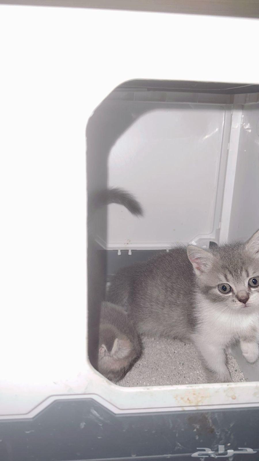 قطط سكوتش فولد للبيع64390151478657111