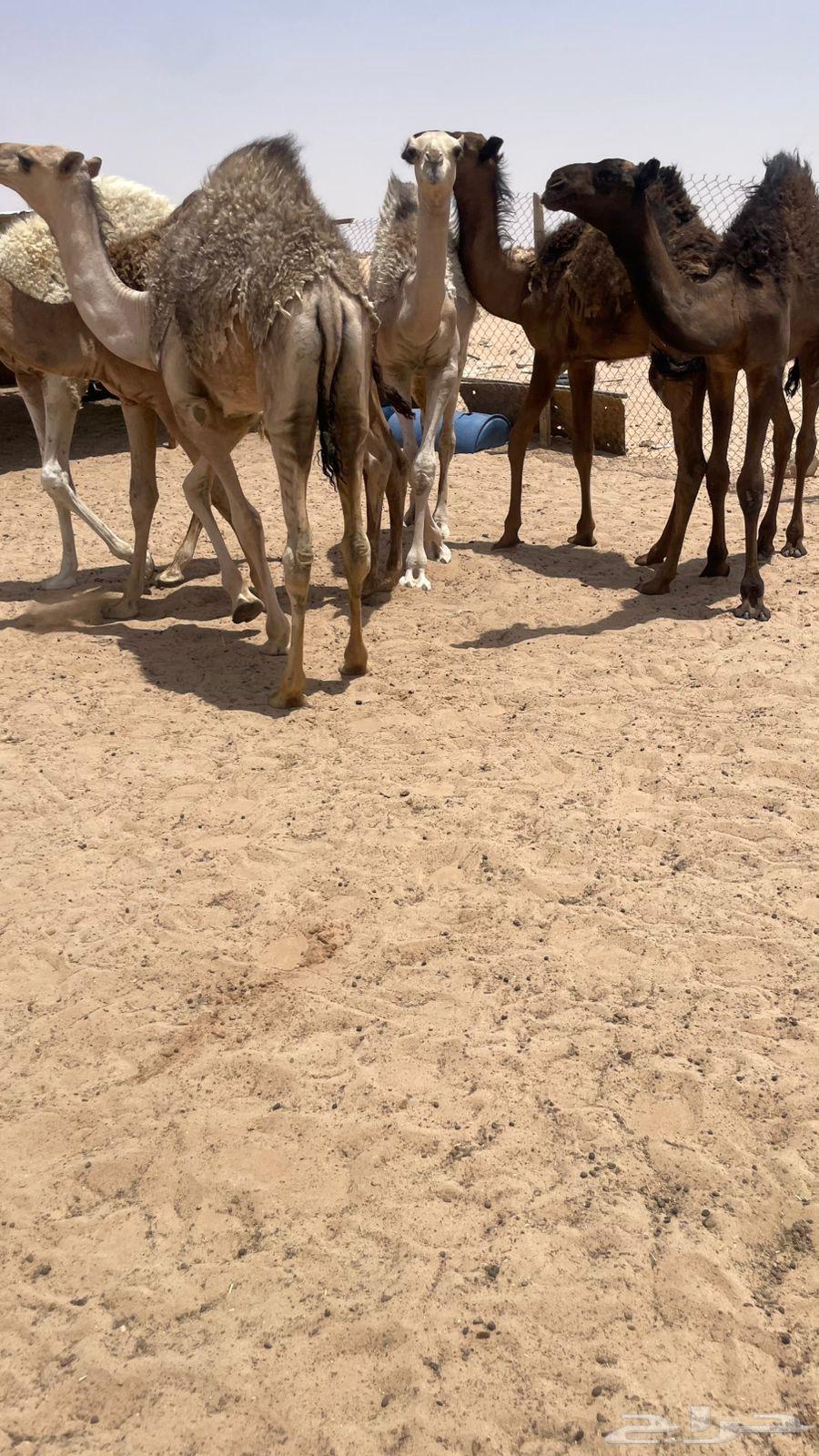 حشو قعدان برية طيبة كفو64379108612227111