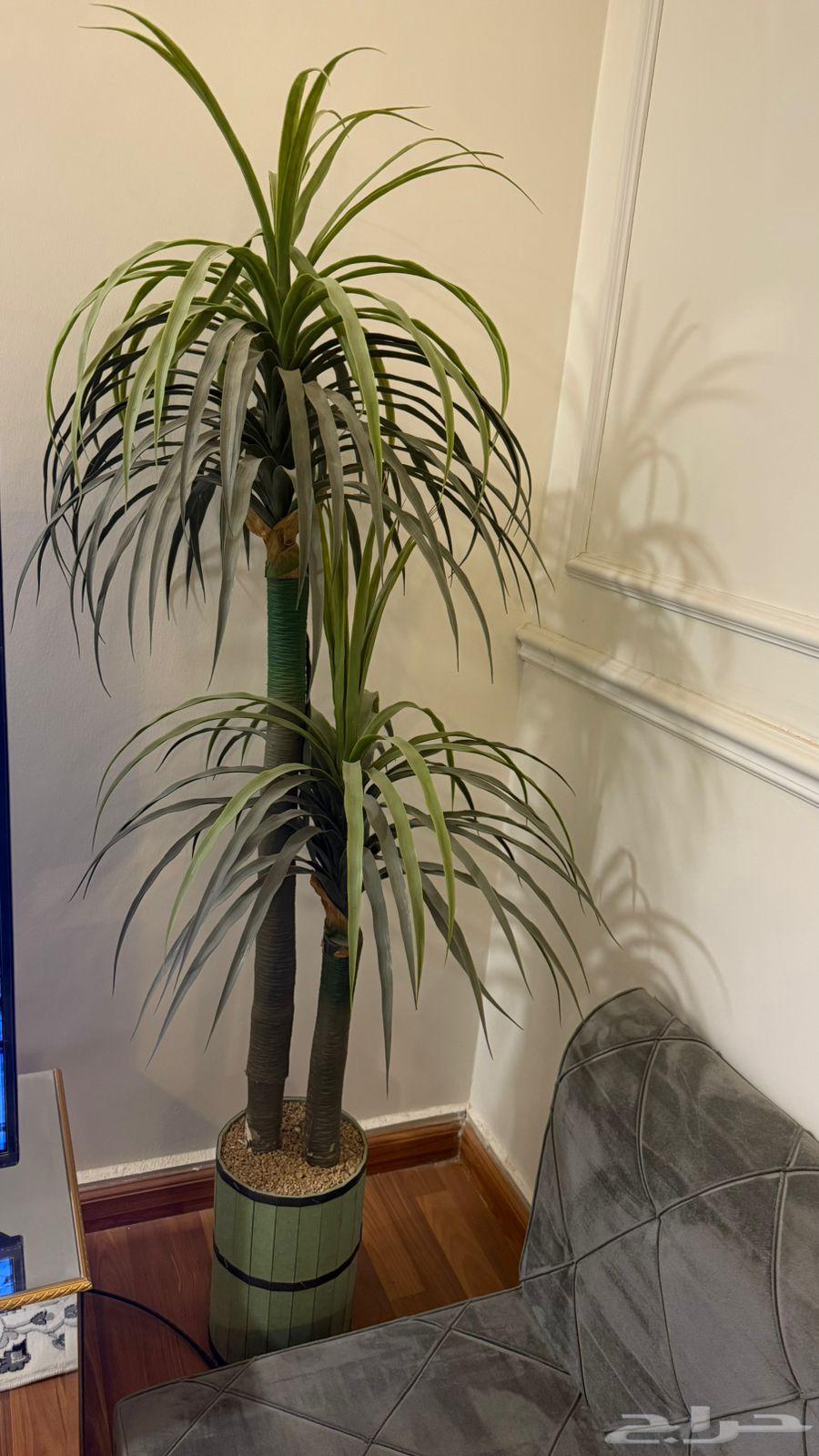 Chandelier and table - Tree - Carpet64378440455555113