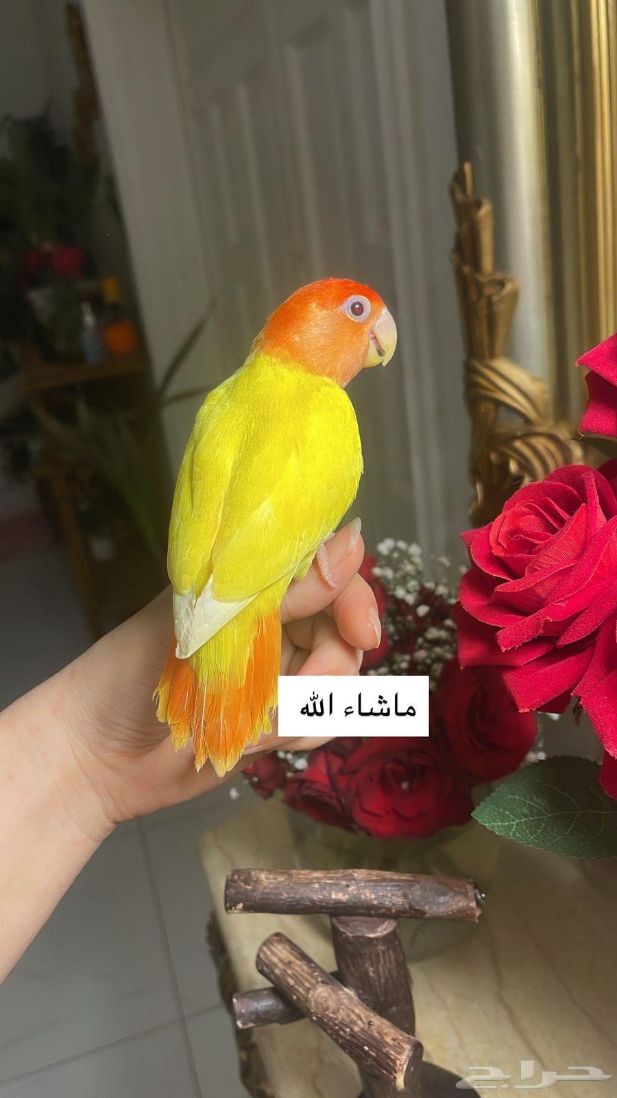 للبيع ببغاء الروز الأليف64392278545794111