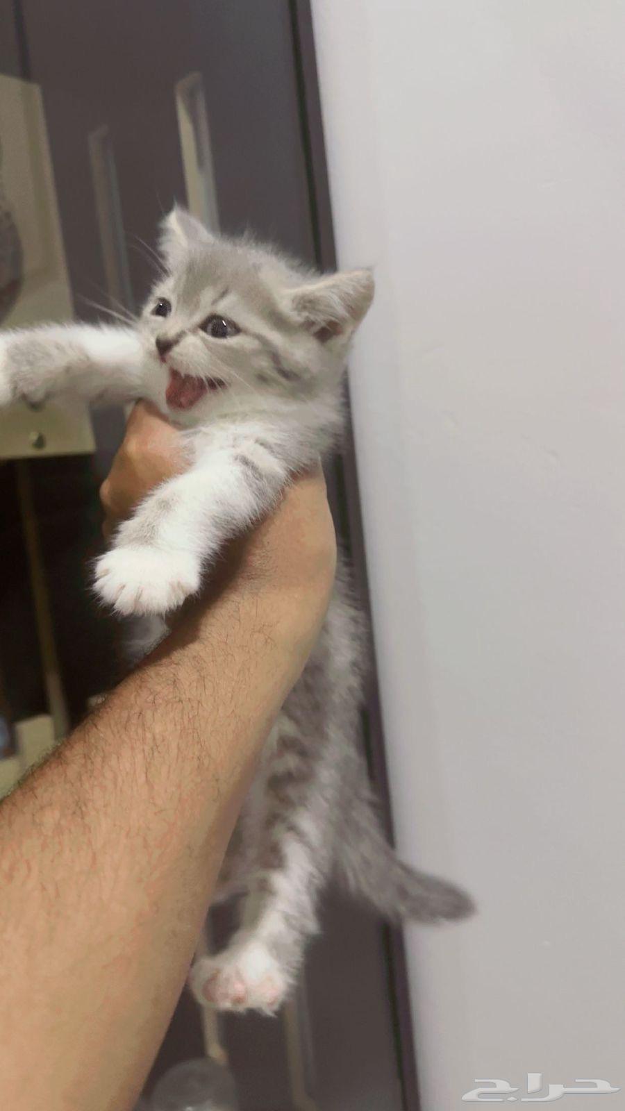 قطط سكوتش فولد للبيع64390151478657114