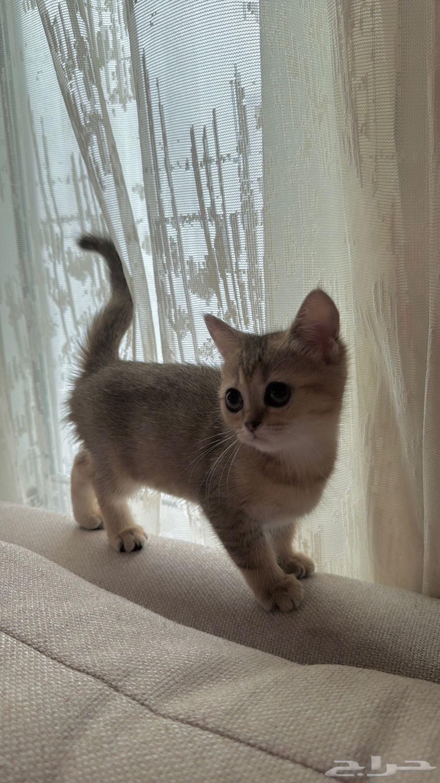 للبيع قطه سكوتش أصلي انثى64391078723843112