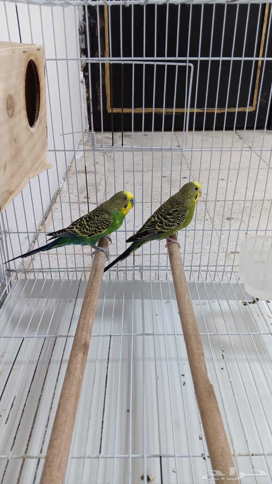 زوج بادجي للبيع64381658023811110