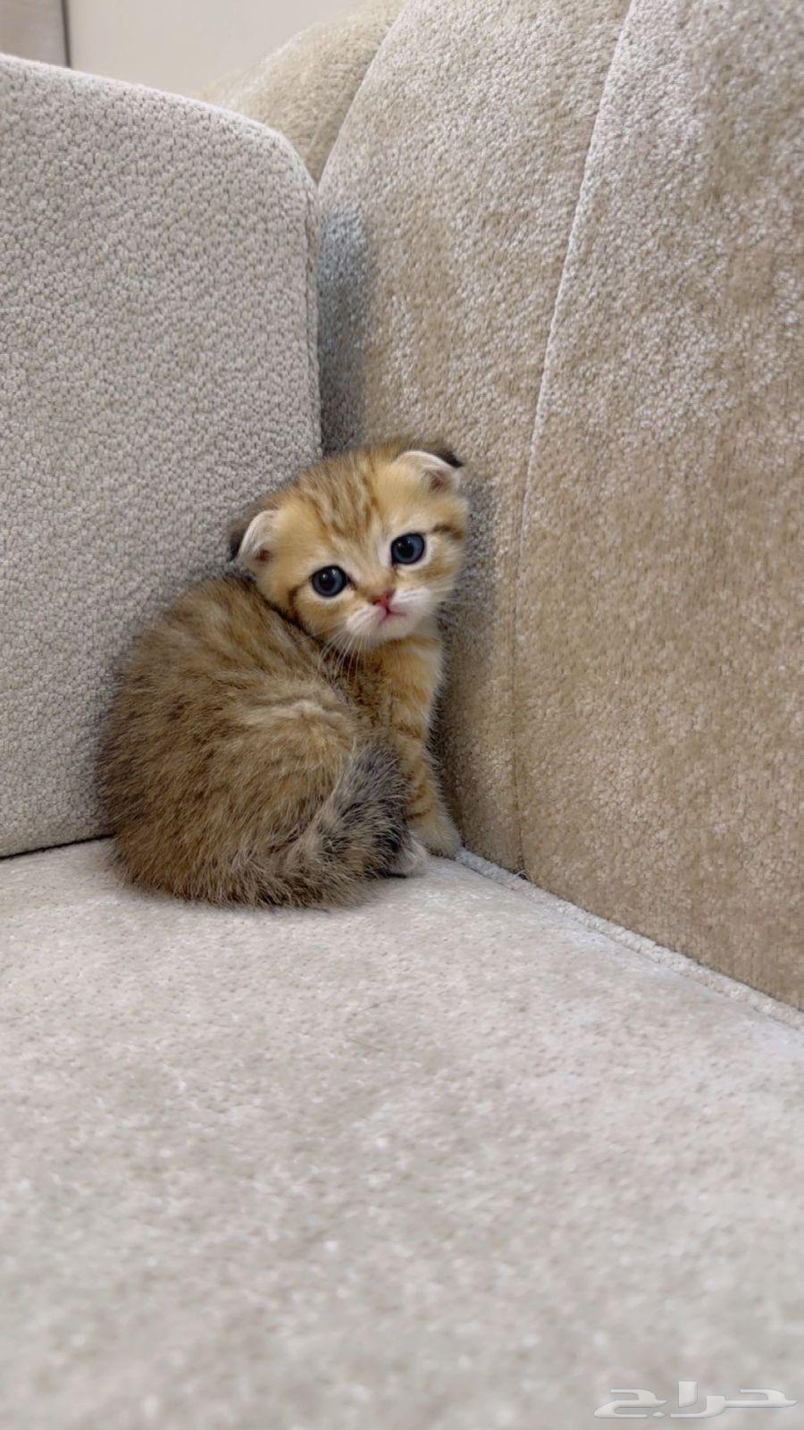 Scotch and Manx kittens for sale, Taby and Tabby64379123687810111