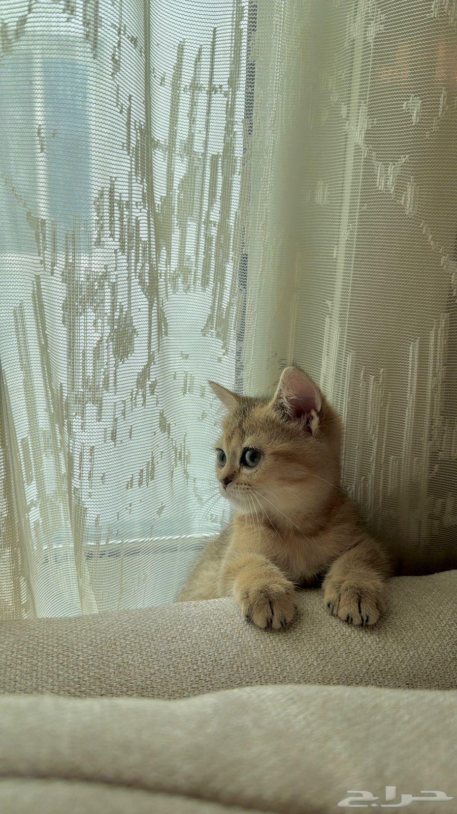للبيع قطه سكوتش أصلي انثى64391078723843111