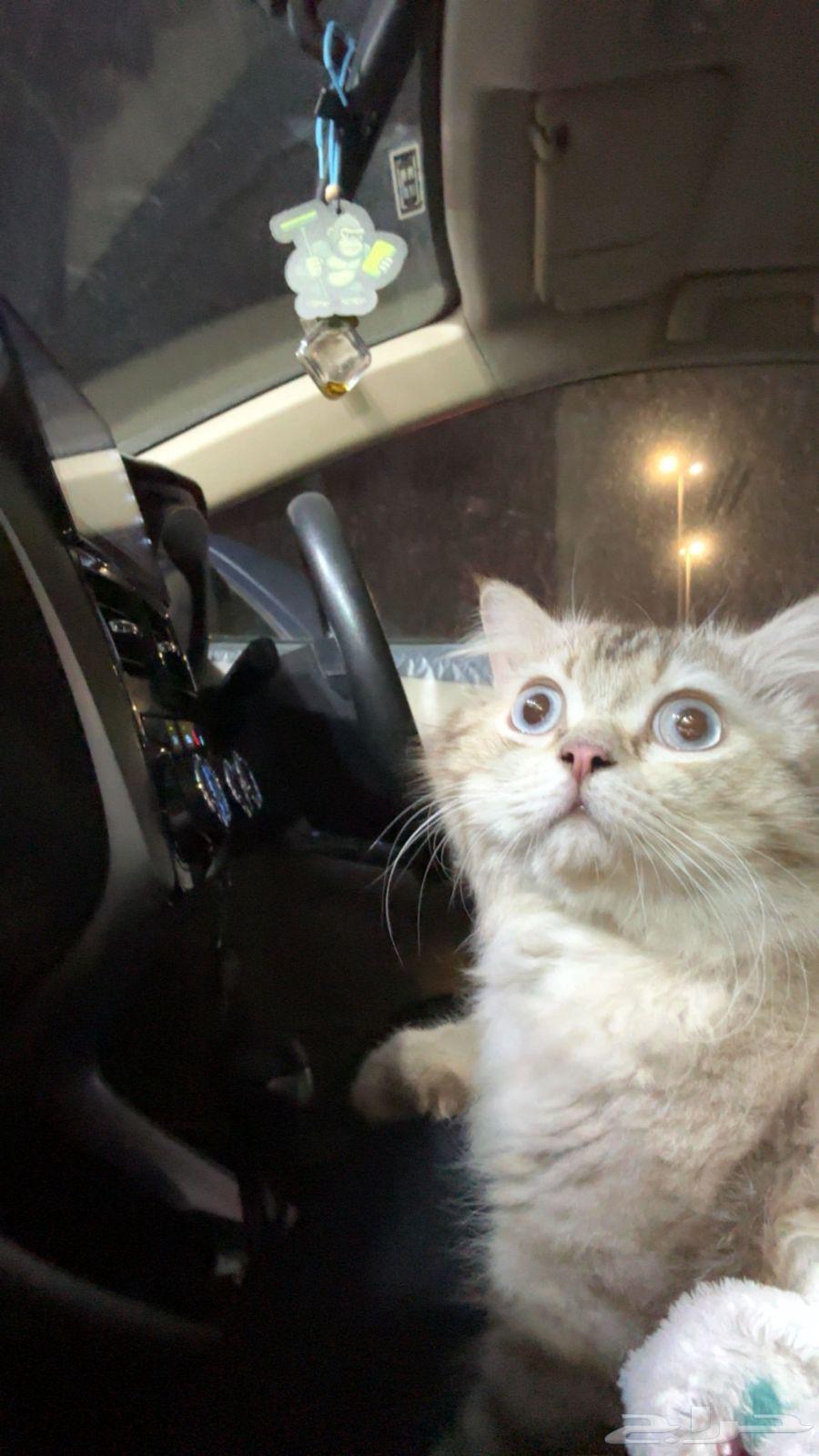 قطة للبيع64377520868994110