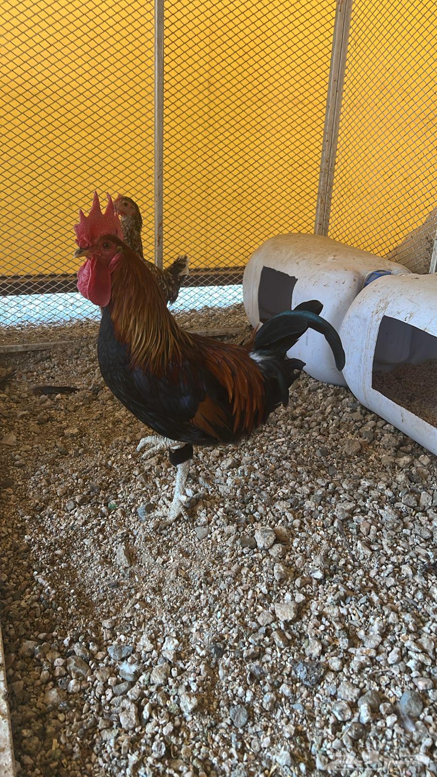 ديك بلدي للبيع64387424932994111