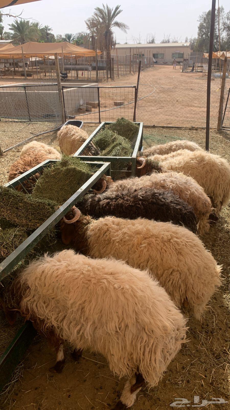 Sheep and livestock for weddings and occasions, good weights63790000164355113